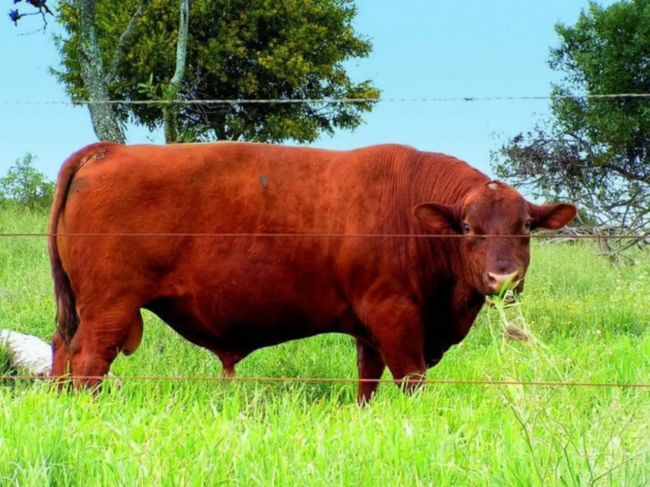 Cattle Market Continues to Roar Loudly. Here's What to Focus on Next After Hitting All-Time Cattle...