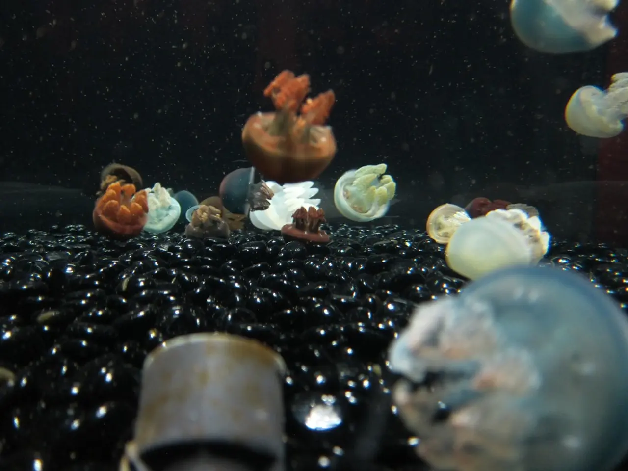 Nuclear power facility in France temporarily shut down due to jellyfish invasion