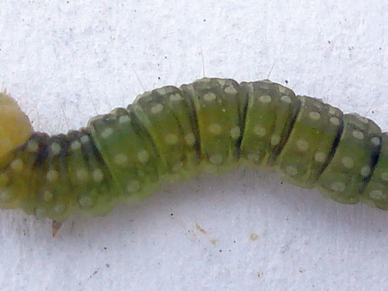 Centennial equipment company targets state construction projects for expansion