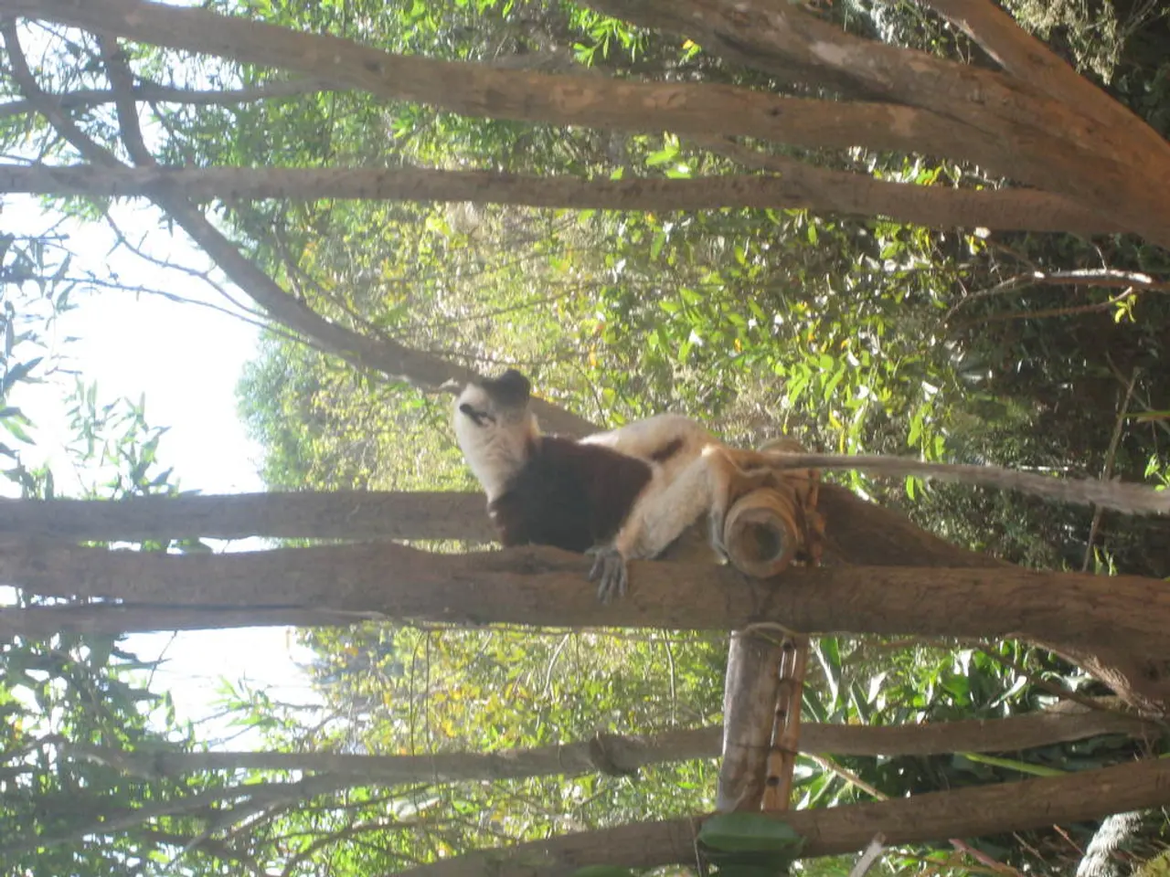 In this picture, we see an animal which looks like a monkey. It has a long tail. There are trees in...