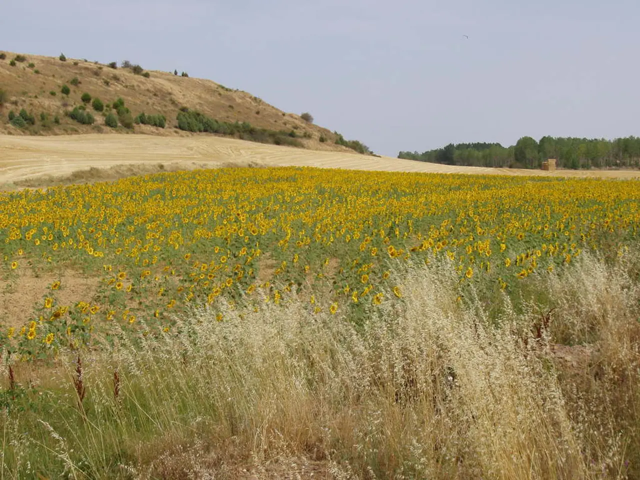 In this image there is a sunflower field, in the background there is a mountain, trees and a sky.