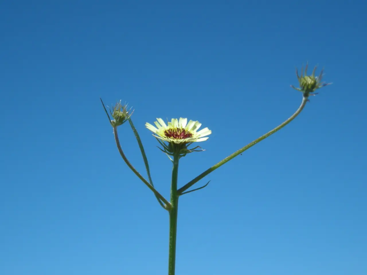 There is a white color flower, buds and leaves on a stem. In the background it is blue.