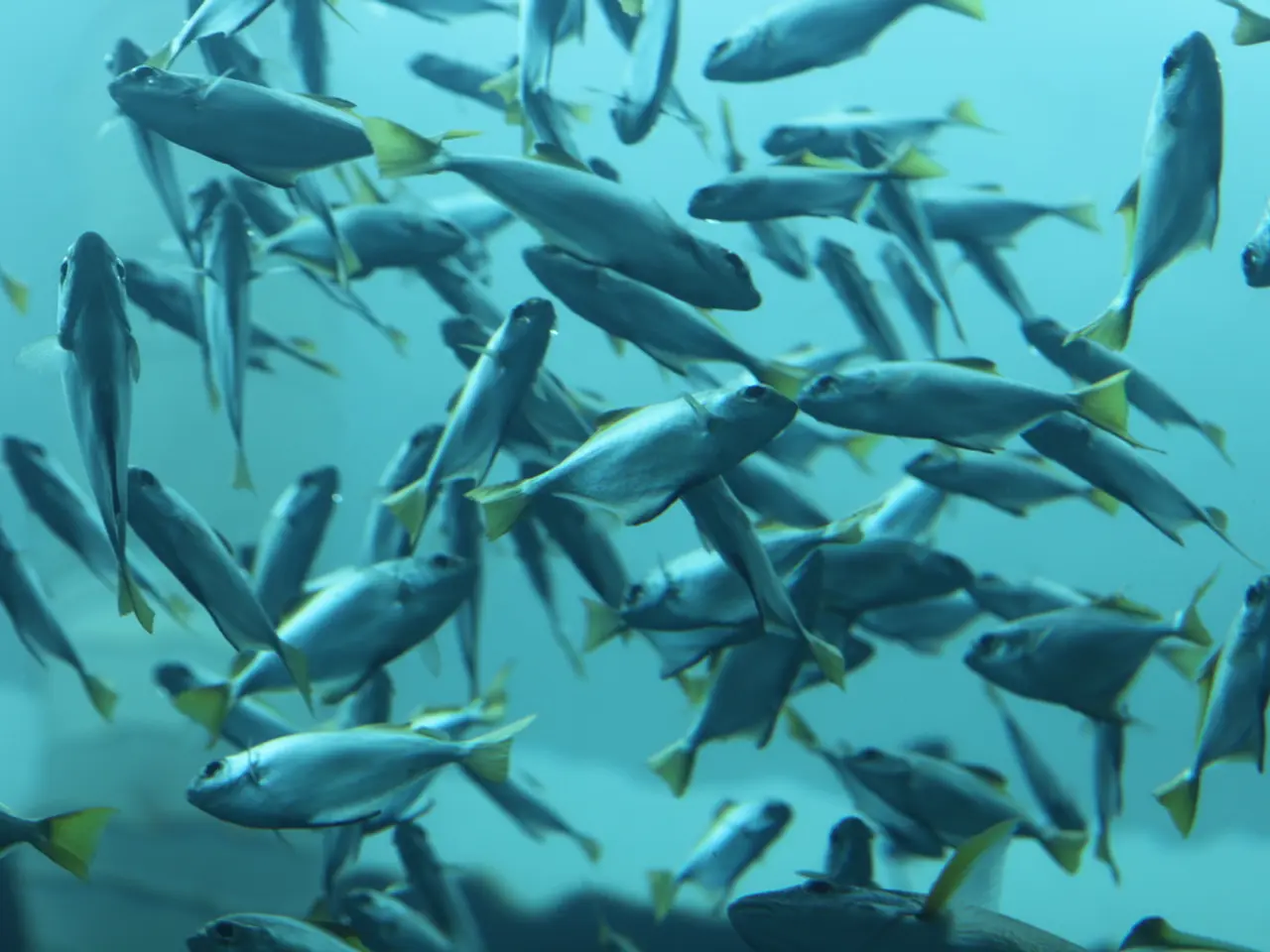 In this picture there are fishes in the water.