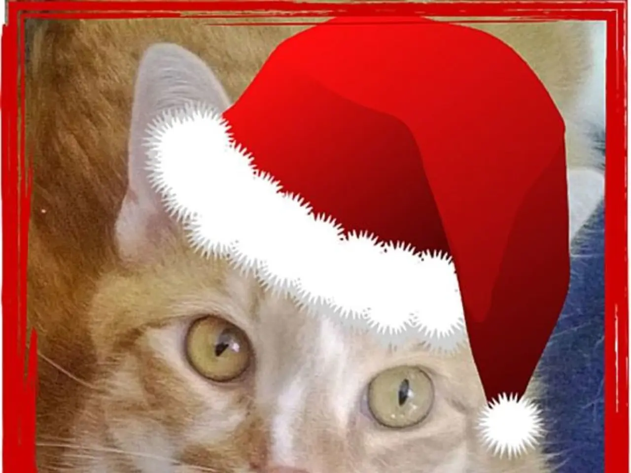 In this image we can see a cat on the red color surface. Here we can see the red color frame and...