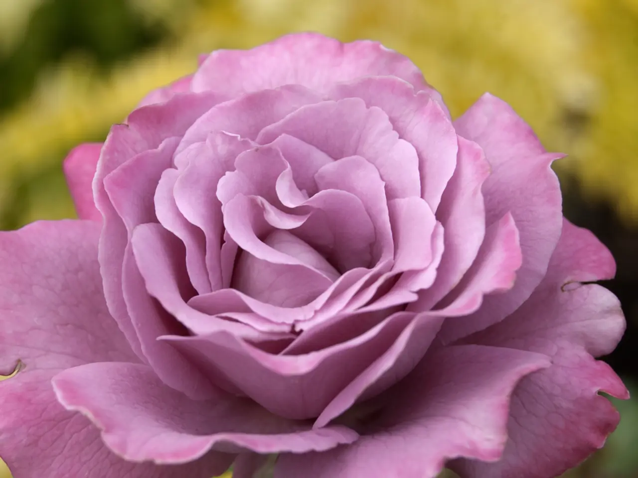This picture contains a rose flower which is in pink color. In the background, it is yellow in...