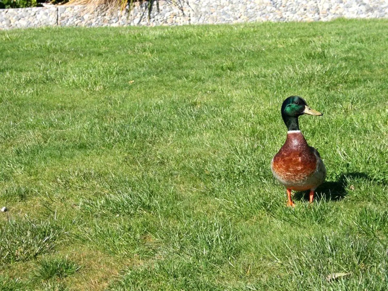 In this image there is a mallard on the ground. In the background there are stones one beside the...