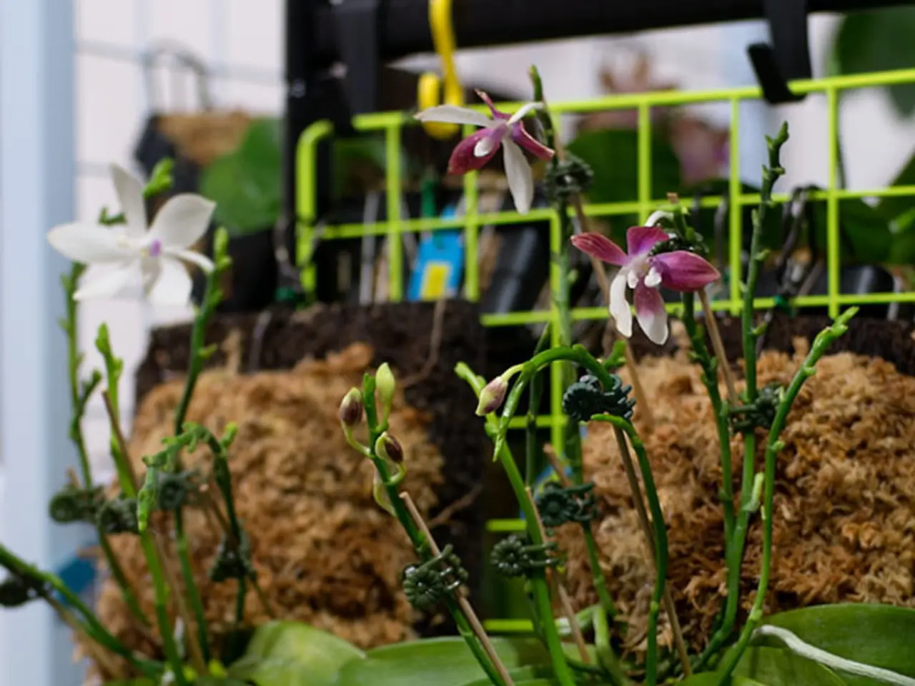 This picture shows plants with flowers and we see a metal fence.