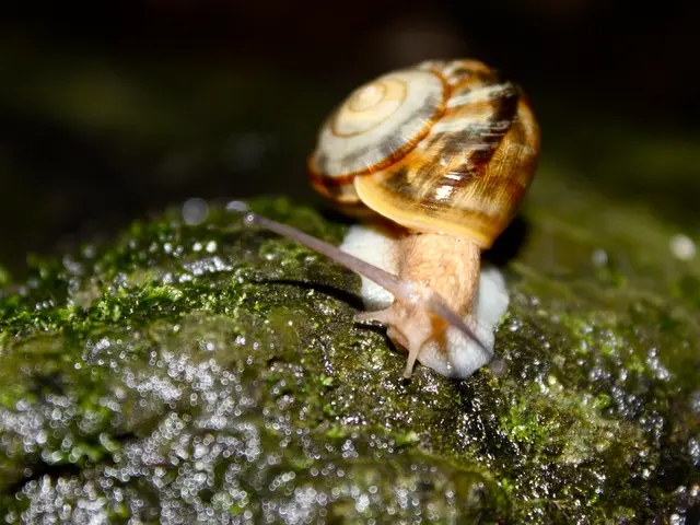 Moshe's absence from entering the Promised Land of Israel occurred because of his disobedience to...