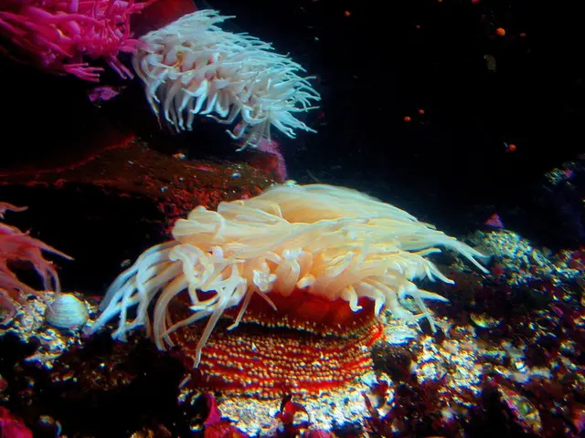 Will Cape Coral in Florida Experience a Real Estate Downturn?