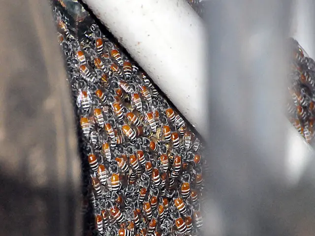 Adopted blueprint for our site's activities in the year 2025