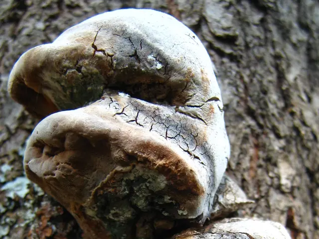 Yeast Infection in the Anus: Symptoms, Remedies, and Origins