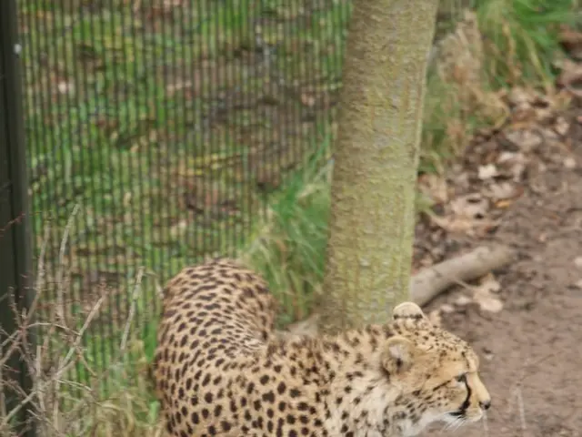 Agriculture sector secretary asserts enhancements to H-2A visa program will bolster farmers,...