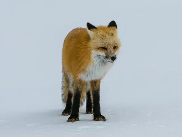 FOXO Technologies announces a reverse stock dividend