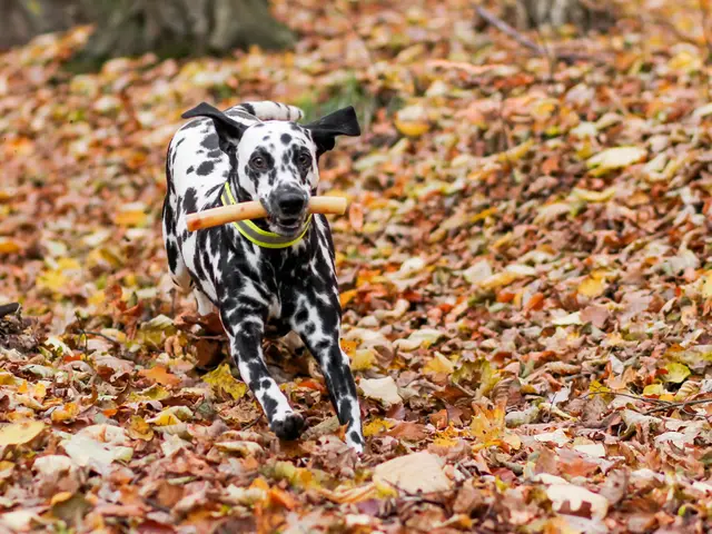 Lawyer advises on financial feasibility for a vacation in August.