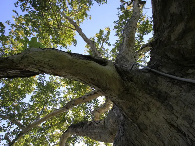 Leader of Local Office in Mühlried