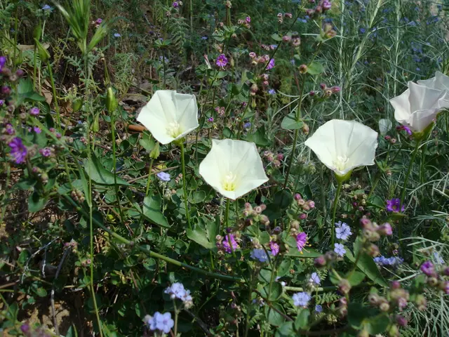 Family Agricultural Triumph: Transformation of Mahesh Pipariya's Domestic Blossom Farm into a...
