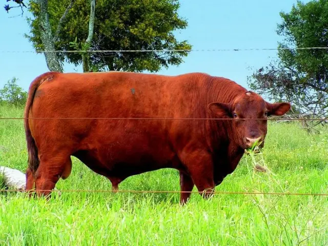 Cattle Market Continues to Roar Loudly. Here's What to Focus on Next After Hitting All-Time Cattle...