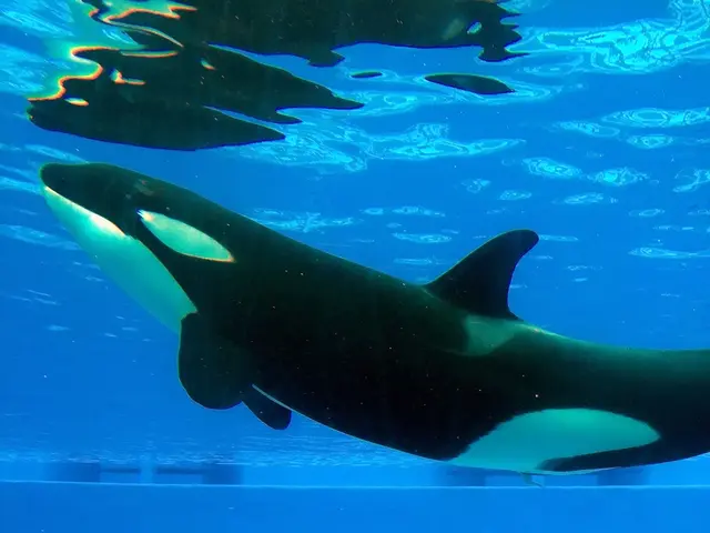 Rapid increase in large-scale Shiba Inu coin ownership over a two-day period