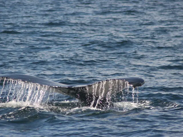 Massive Purchase of 50 Million XRP by Whales Causes Price Surge to $3.32 in 48 Hours