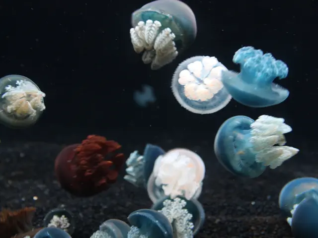 Giant jellyfish invasion compels closure of a French nuclear power station