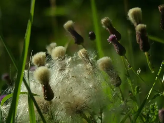 Sustainable Agriculture Gains Momentum with the Help of Renewable Energy