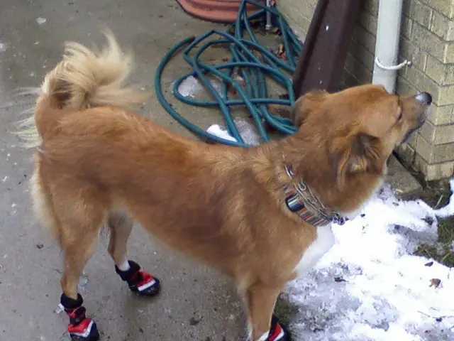 Doge coins worth an astounding 680 million were moved in a span of four days. The question arises:...