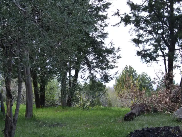 In this image we can see logs on the ground, plants, trees and sky.