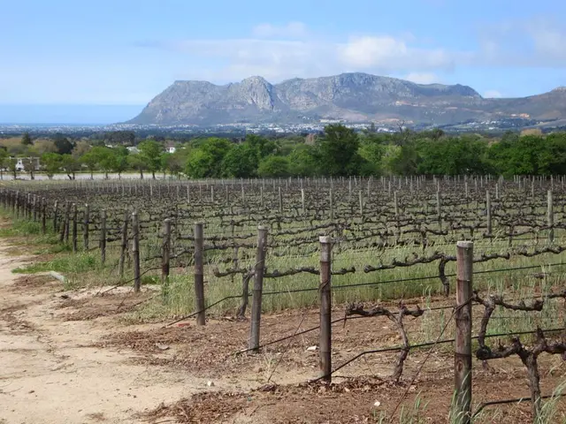 In this picture we can see farmland. Here we can see wood sticks and wires are connected to it. In...