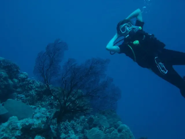 This image is taken in the sea. I can see some weeds inside the sea. In the top right corner, I can...
