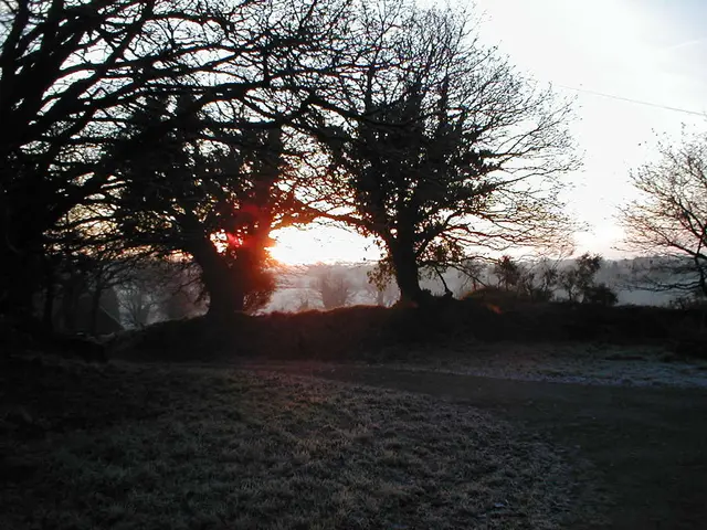 In this image there are trees and a sunrise, on the left there is grassland.