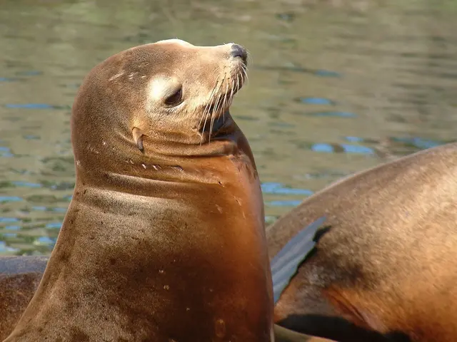 In this image I can see few seals. In the background, I can see the water.