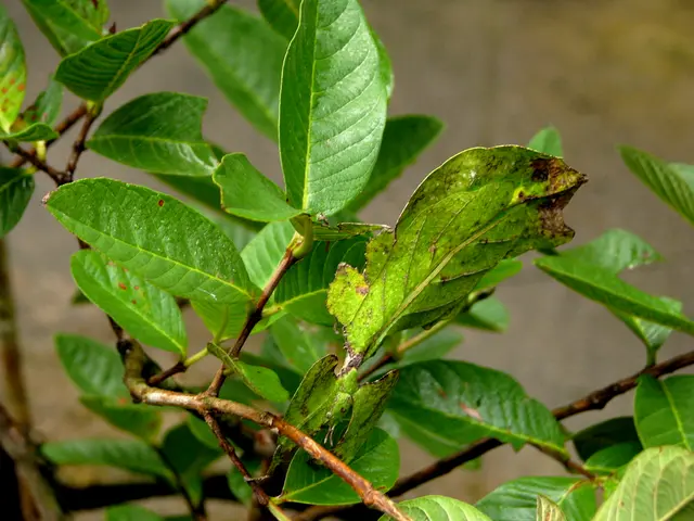 In this image I can see few green leaves. Background is in blurred.