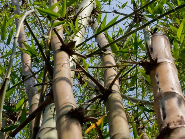 In the image there are bamboo trees in the front and above its sky.