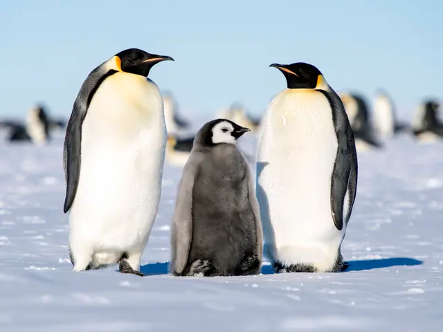 In this image, we can see penguins and at the bottom, there is snow.