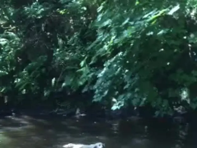 In this image there is a canal, in thar canal there are three dogs, in the background there are...