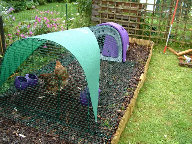 In this image on the left side there are some hens which are in some basket, at the bottom there is...