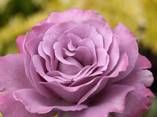 This picture contains a rose flower which is in pink color. In the background, it is yellow in...