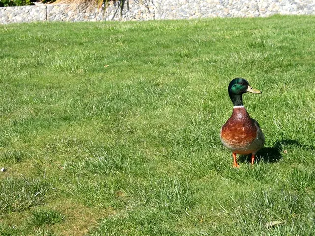 In this image there is a mallard on the ground. In the background there are stones one beside the...