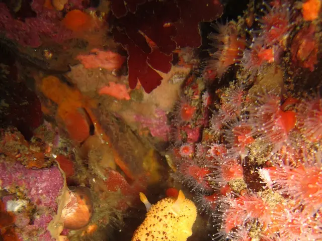 In this image there are snails and we can see coral reefs.
