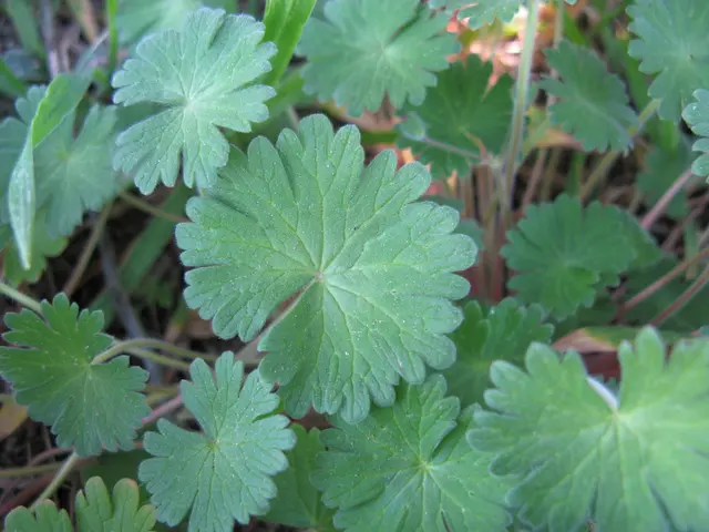 Here, we can see some green color leaves and there are some stems of the plants.