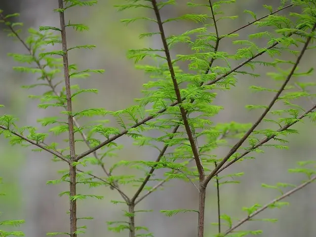 This picture shows a plant and we see green Leaves to it.