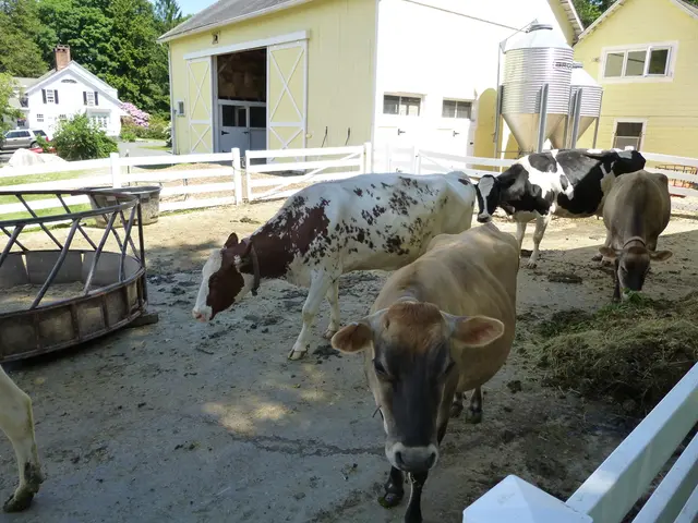 In this image we can see group of animals on the ground. On the right side of the image we can see...