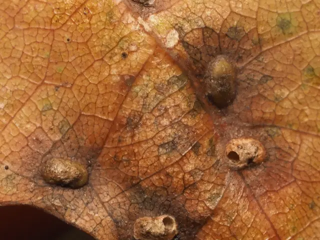 The image shows a close up of a leaf with brown spots on it, which is indicative of a downy mildew....