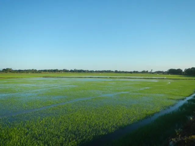 The image shows a lush green field of cultivated land with a small stream running through it,...