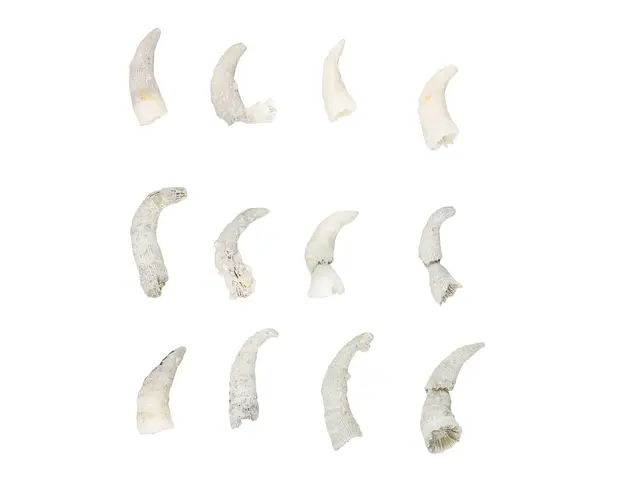The image shows a group of white teeth on a white background with a scale on the right side. The...