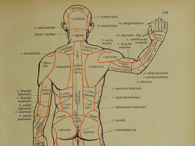 The image shows an old book with a diagram of the human body, depicting the various muscles of the...