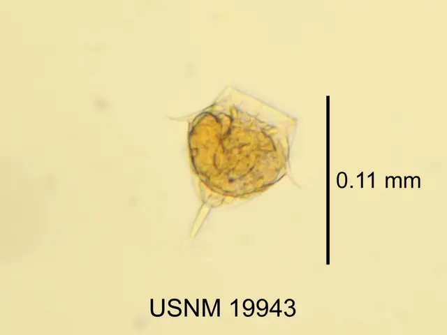 The image shows a close up of a small animal, a protozoan, on a piece of paper with the text "USNM...