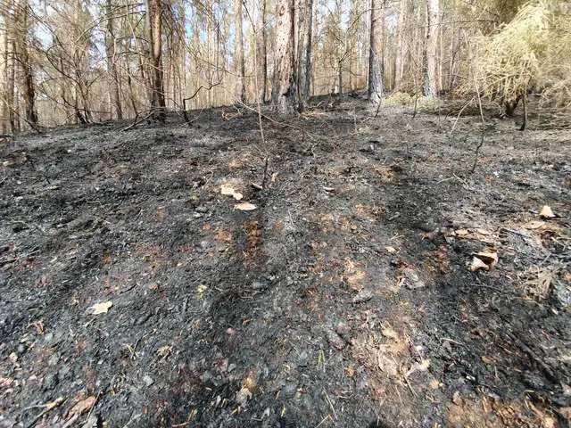 The image shows a burned forest with trees in the background and a clear sky above. The ground is...