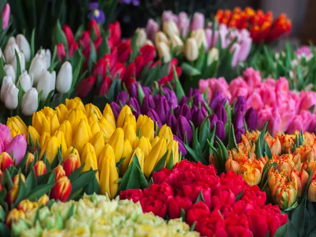 The image shows a vibrant display of colorful tulips for sale at a market, with a variety of...