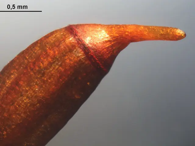 The image shows a close up of a copper pipe with a small amount of copper on it, and at the top of...